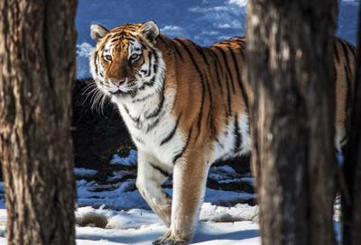 LOUISVILLE ZOO - TIGER DIES - 9-24-2020 .jpg