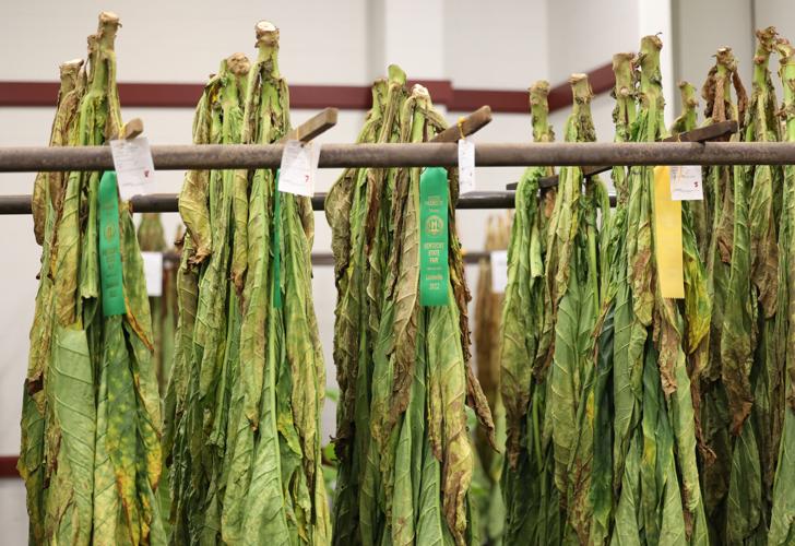 Tobacco at Kentucky State Fair