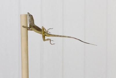 Harvard researchers blow lizards with fans to test storm survival