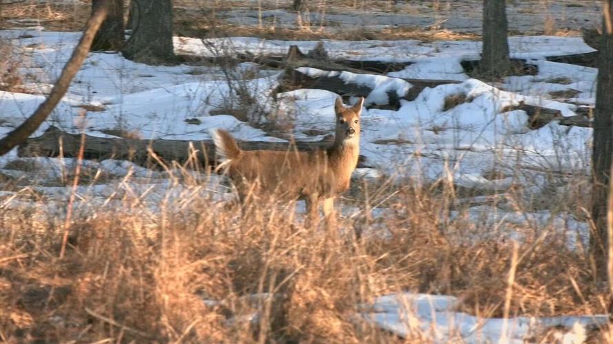 Deer sighting on Interstate 71 - 1.29.25