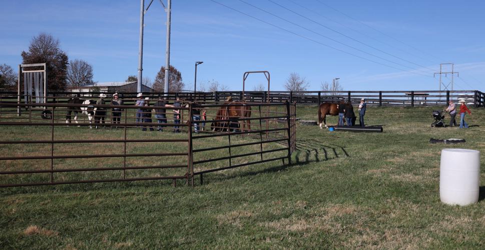 Meet the Horses