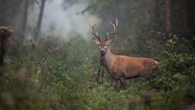 HUNTING - DEER - GENERIC.jpg