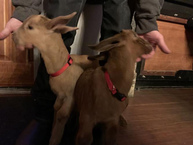 Bockfest Goats
