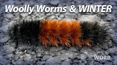 WOOLLY WORMS! What Do They Indicate For The Upcoming Winter Season?