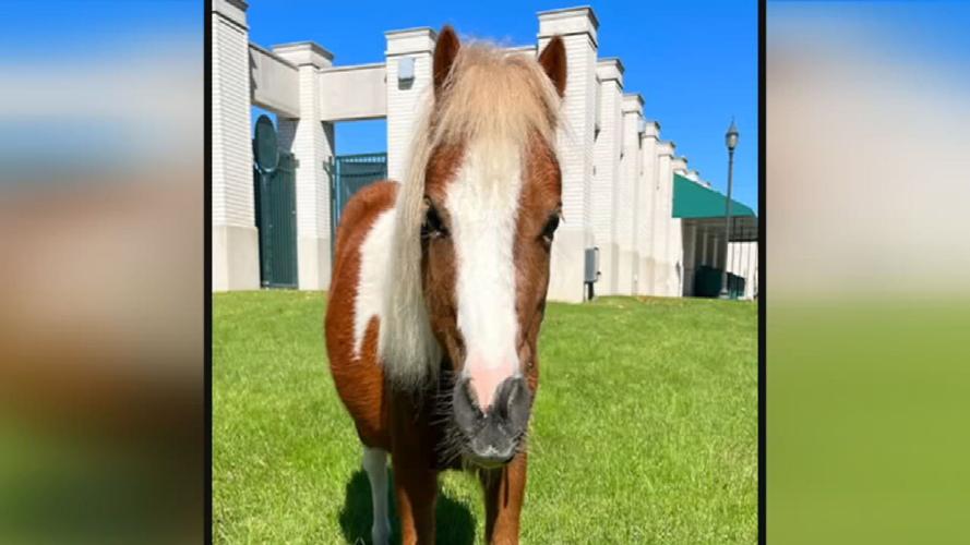 Swayzee the miniature horse