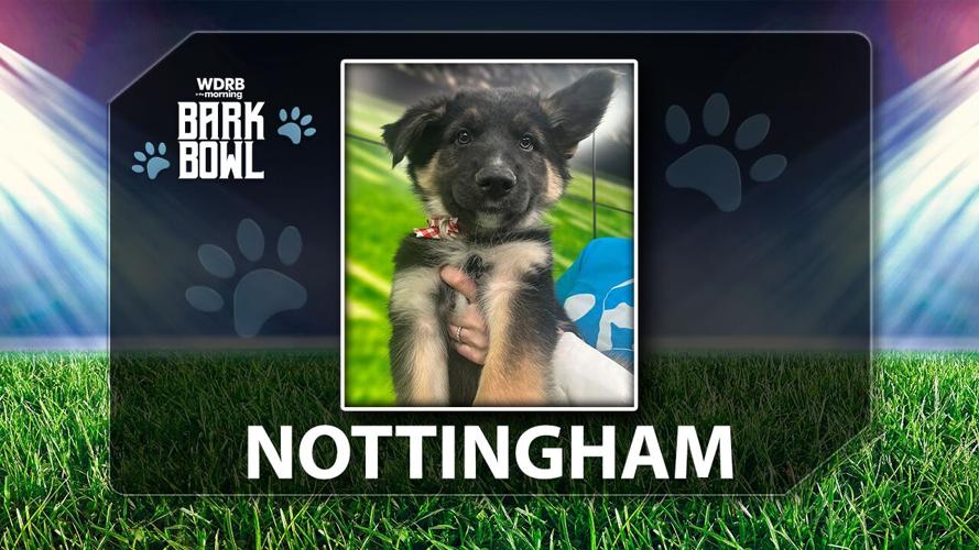 WDRB BARK BOWL - Nottingham the Puppy