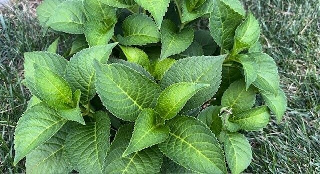 Hydrangea without flowers