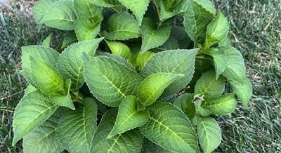 Hydrangea without flowers