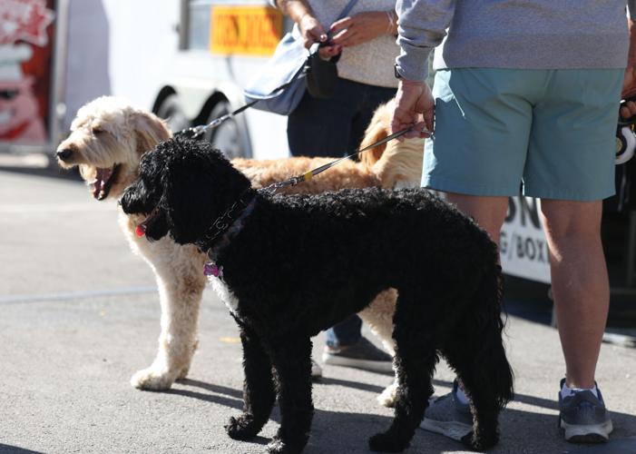 Harvest Homecoming - dogs at festival.JPG