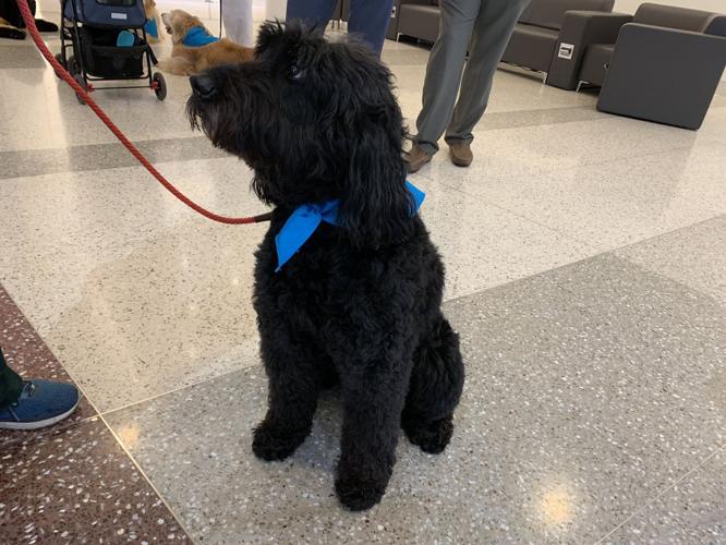 Airport Therapy Dog - Abby.jpg