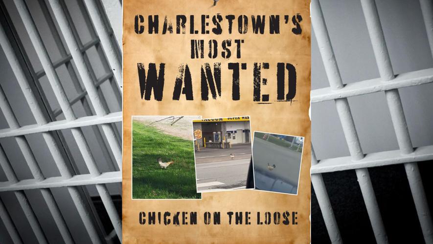 Charlestown's Most Wanted poster of missing chicken