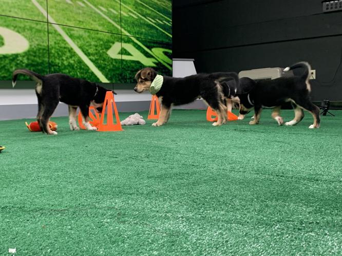 WDRB BARK BOWL 2023   (6).jpg