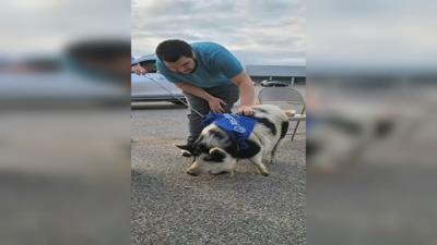 Loaf the pig comforts tornado victims in Mayfield