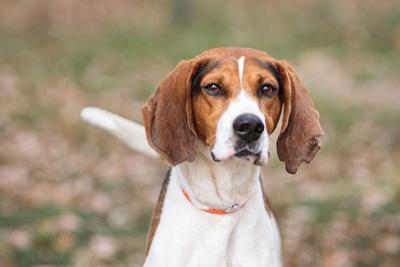 Empty Animal Shelter Event - Tracker