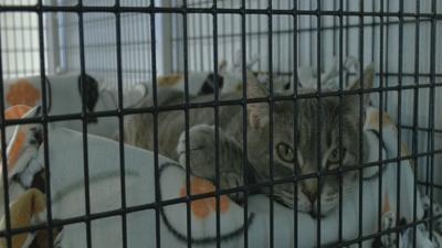 ANIMAL PROTECTION ASSOCIATION ANNY