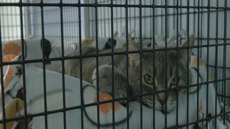 ANIMAL PROTECTION ASSOCIATION ANNY