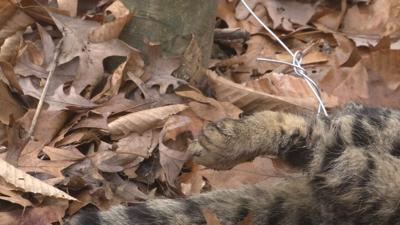 cat tied to tree