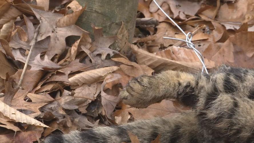 cat tied to tree