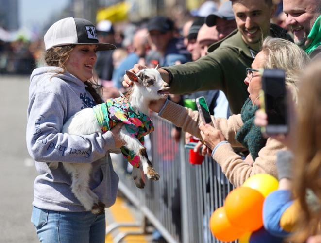 Crowd pets a goat.JPG