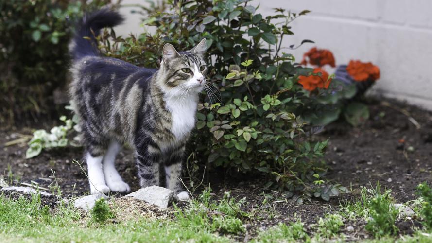 Backside cat