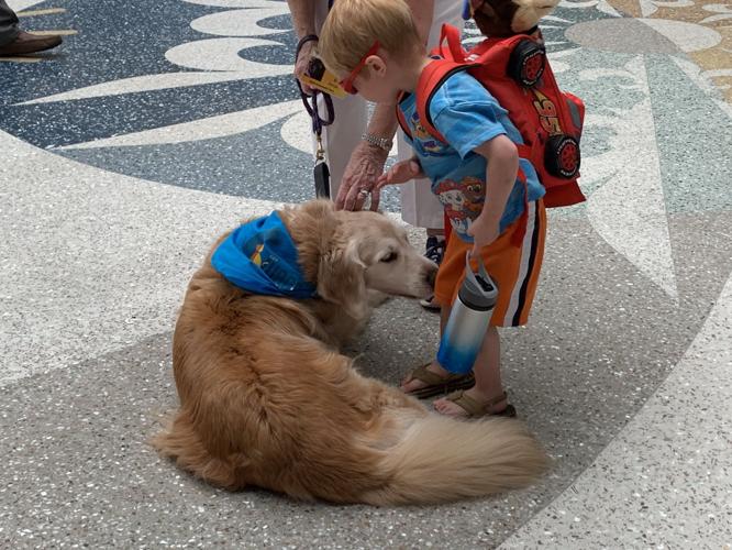 Airport Therapy Dog - Amos.jpg