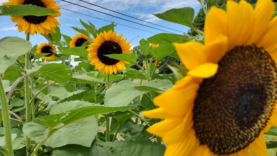 Flower Nectar Toram Farm Best Flower Site