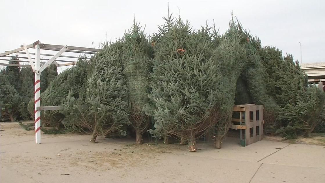 Christmas tree lot opens in downtown Louisville News