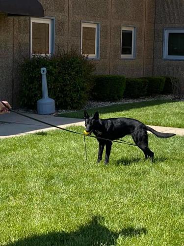 Nyx the K-9 officer for Jackson County Sheriff's Department