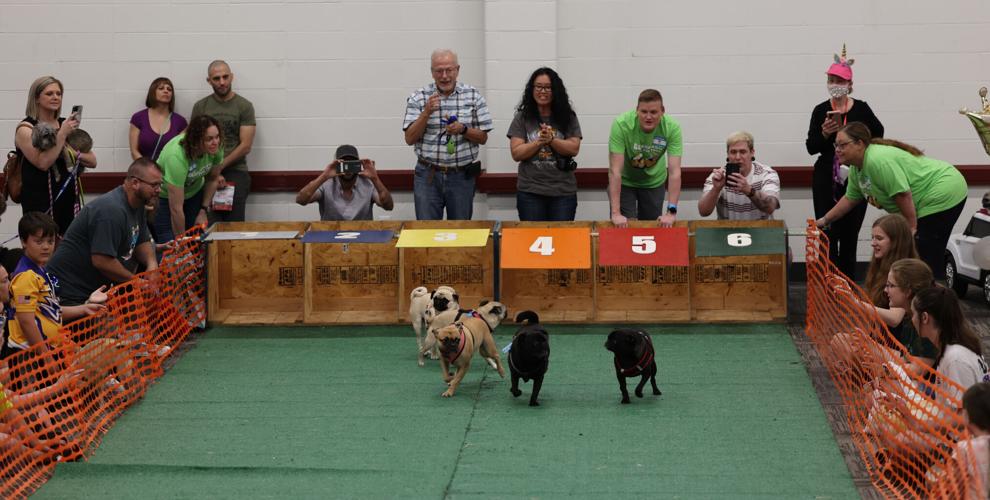 Pugfest races