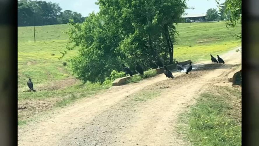 Vultures at farm in southern Indiana