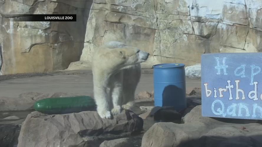 Qannik birthday at Louisville Zoo.jpeg