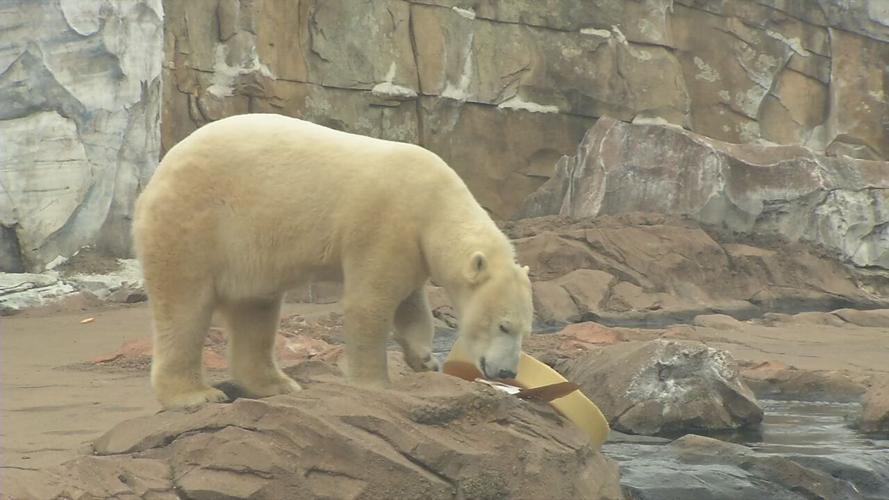 QANNIK POLAR BEAR BIRTHDAY 6.jpeg