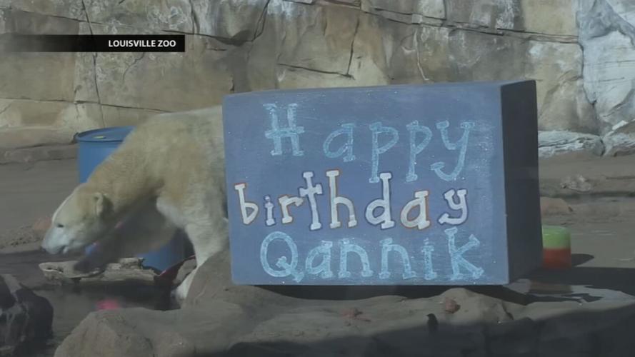 Qannik birthday at Louisville Zoo.jpeg