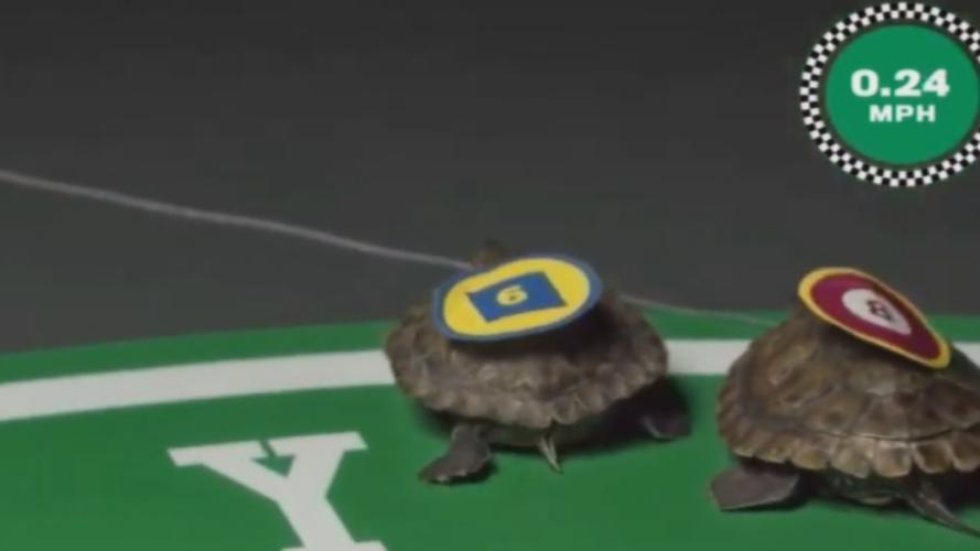 What The Turtleneck wins Old Forester's Kentucky Turtle Derby