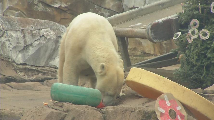 QANNIK POLAR BEAR BIRTHDAY 5.jpeg