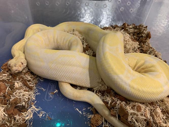 Kentucky Science Center Spooky Halloween