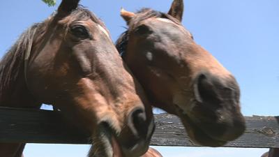 Thoroughbred Retirement Foundation