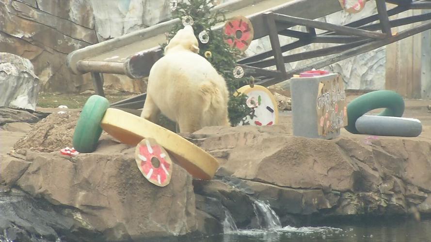 QANNIK POLAR BEAR BIRTHDAY 4.jpeg