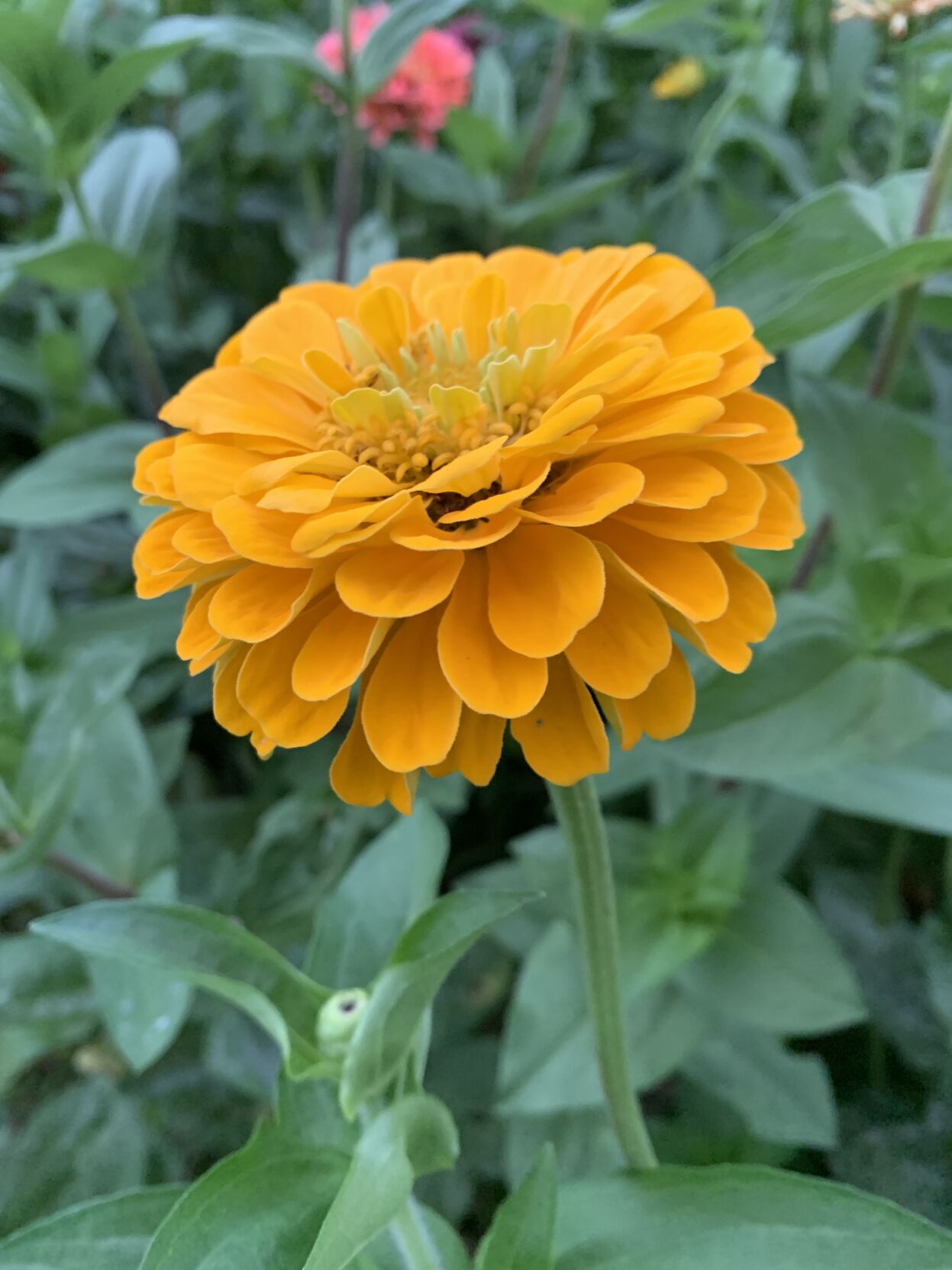 135 IN Bloom (17).JPG