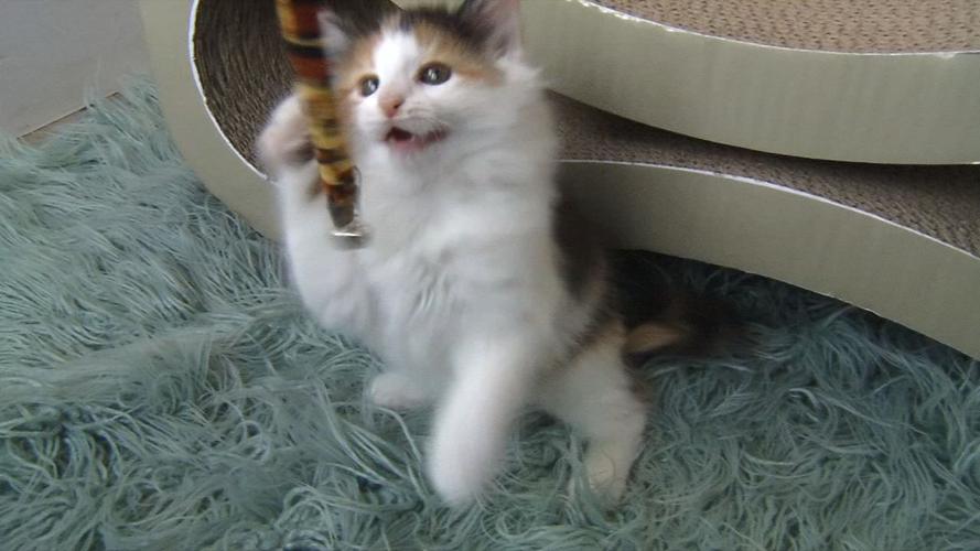 Kitten shower 10.jpg