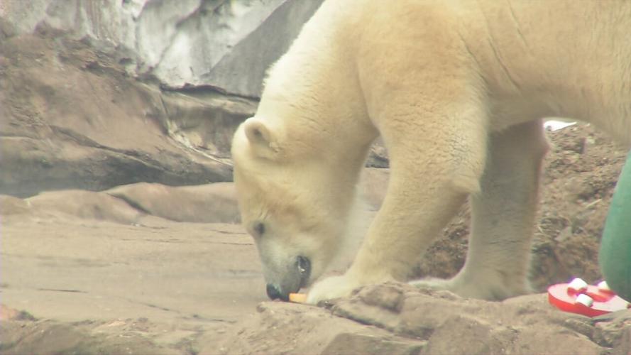 QANNIK POLAR BEAR BIRTHDAY (2).jpeg