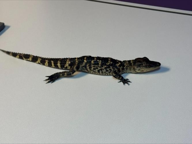 Alligator abandoned at southern Indiana apartments