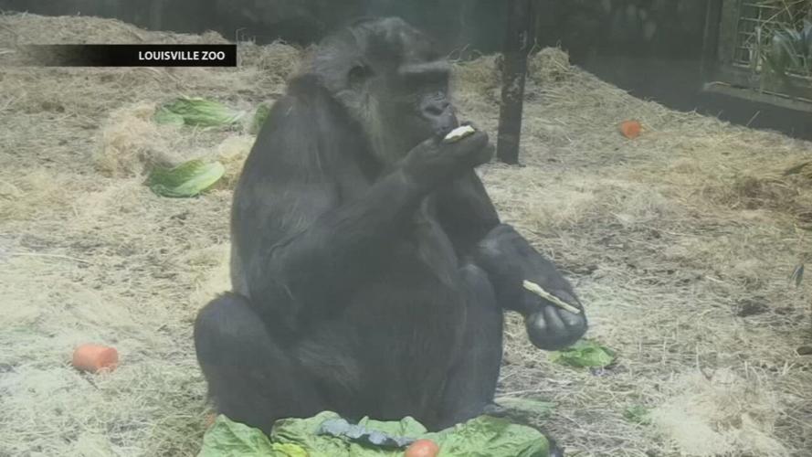 Helen birthday at Louisville Zoo.jpeg