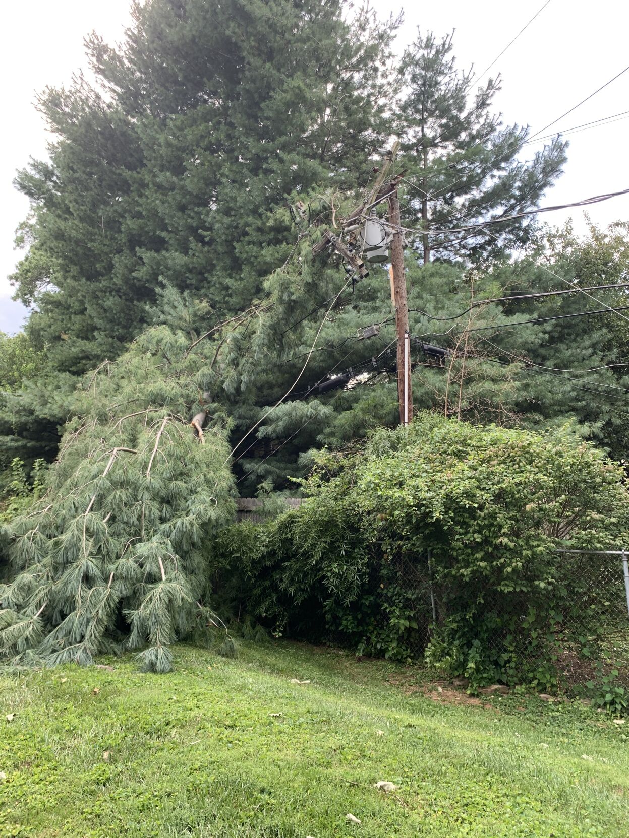 Tree on downed power line