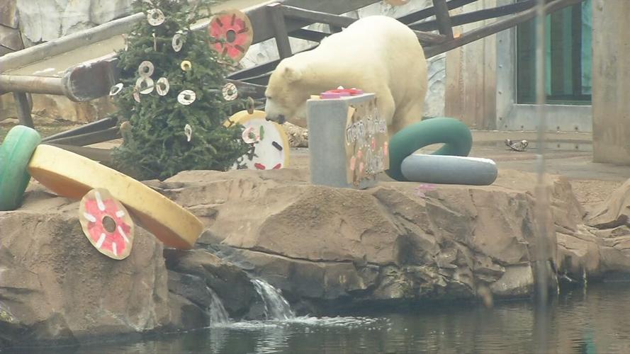 QANNIK POLAR BEAR BIRTHDAY (1).jpeg