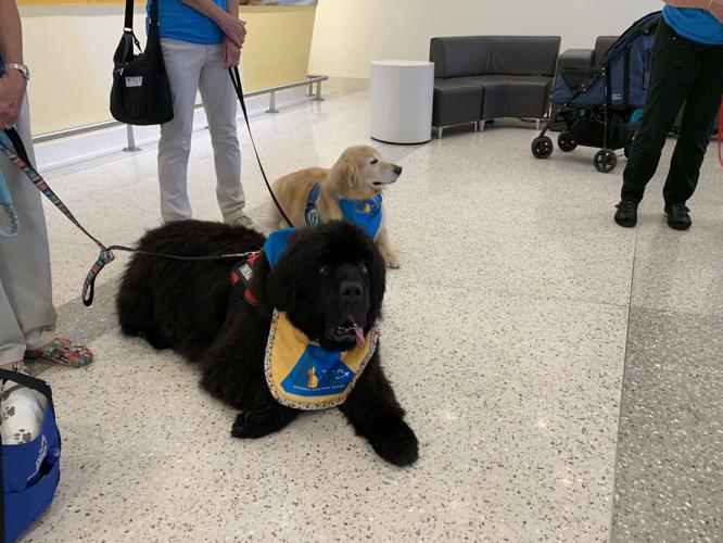 Arport Therapy Dog - Vader.jpg