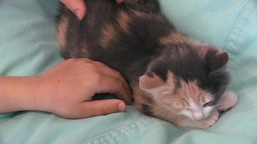 Kitten shower 11.jpg