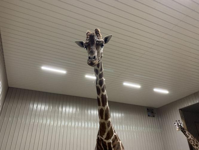 Wilstem Wildlife Park (71).JPG