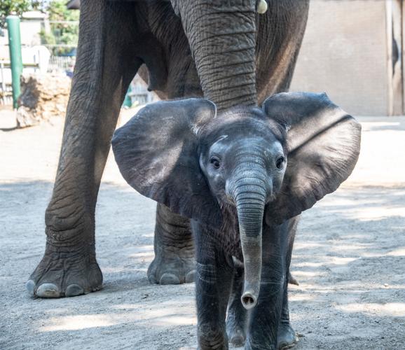 2019-9-5-19 Mikki calf yard  KS65.jpg