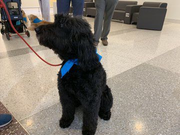 Airport Therapy Dog - Abby.jpg